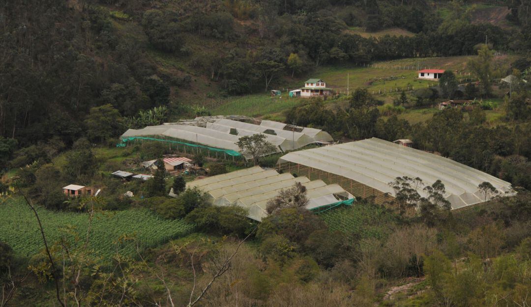 Viveros donde se prueba prototipo para monitorear variación climática en cultivos.
