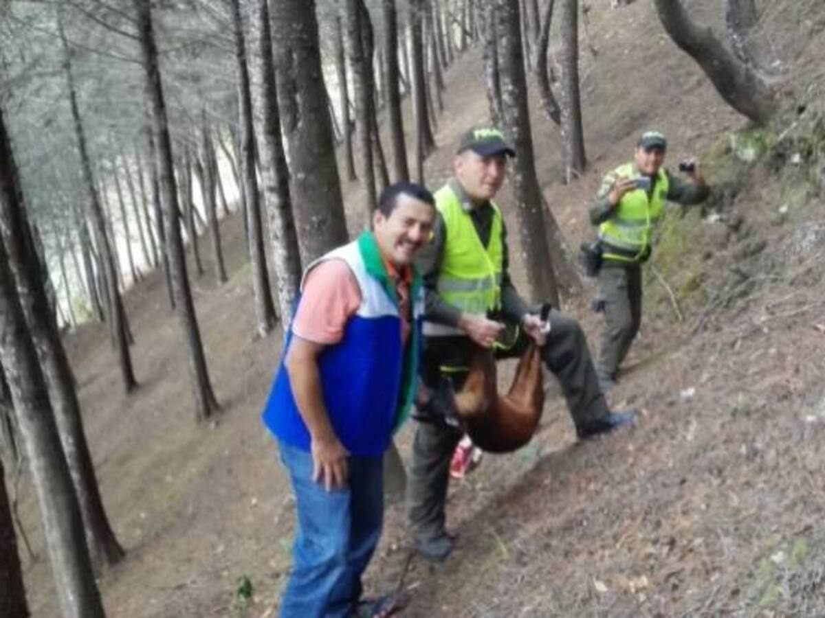 Incendios forestales provocan desplazamiento de animales salvajes
