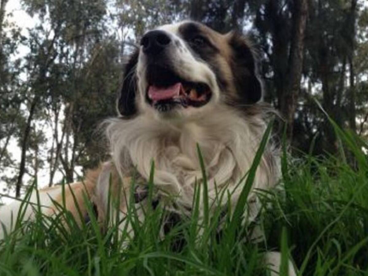 ¿Los perros comen pasto para purgarse?