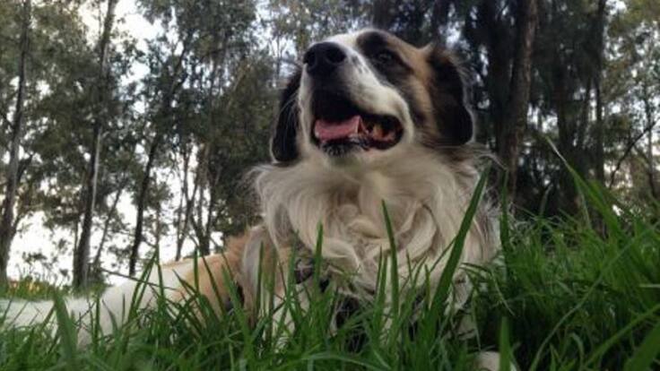 Mascotas Caracol 17 de noviembre