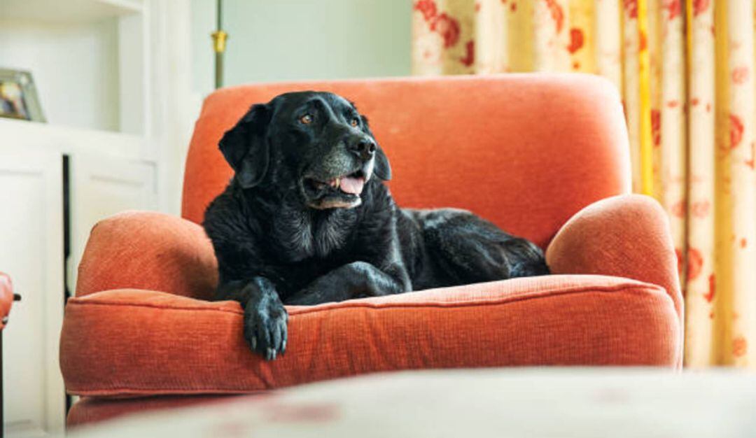 La iniciativa propone designar el cuidado a uno o ambos cónyuges, que podrán conciliar voluntariamente las visitas, manutención y tenencia del animal