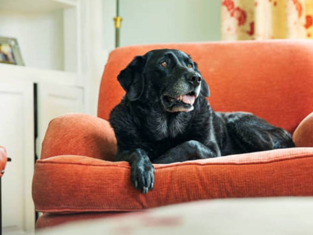Tenencia responsable de mascotas, proyecto de ley radicado en el Congreso