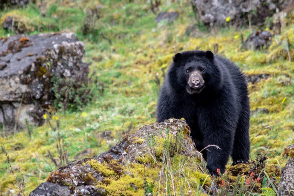Los osos de anteojos machos miden entre 1,5 y 2 metros y alcanzan a pesar hasta 175 kilogramos. Aunque es en gran medida vegetariano, también llega a consumir carcasas de animales muertos.