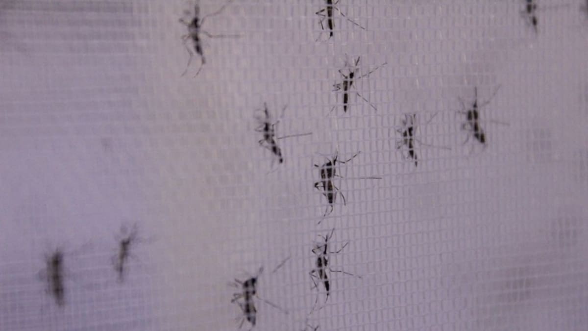 Bello-Antioquia, primer municipio de América Latina en controlar el dengue