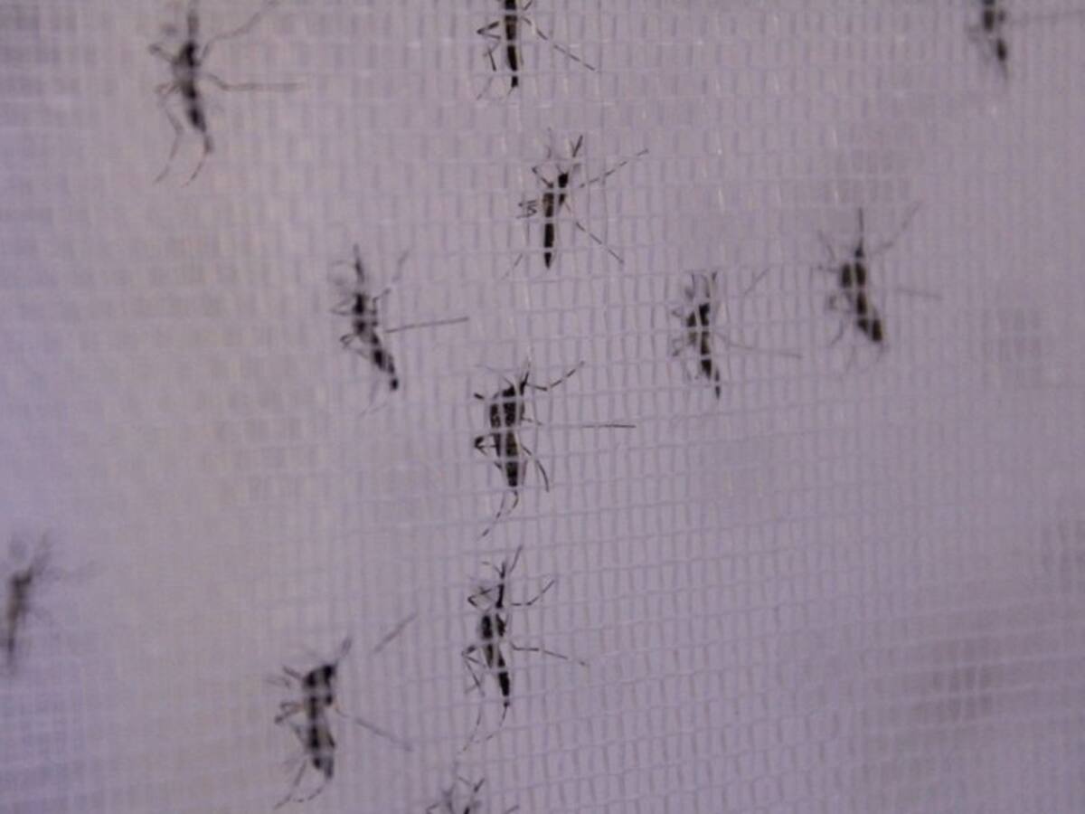 Más de mil casos de dengue registrados en el Huila