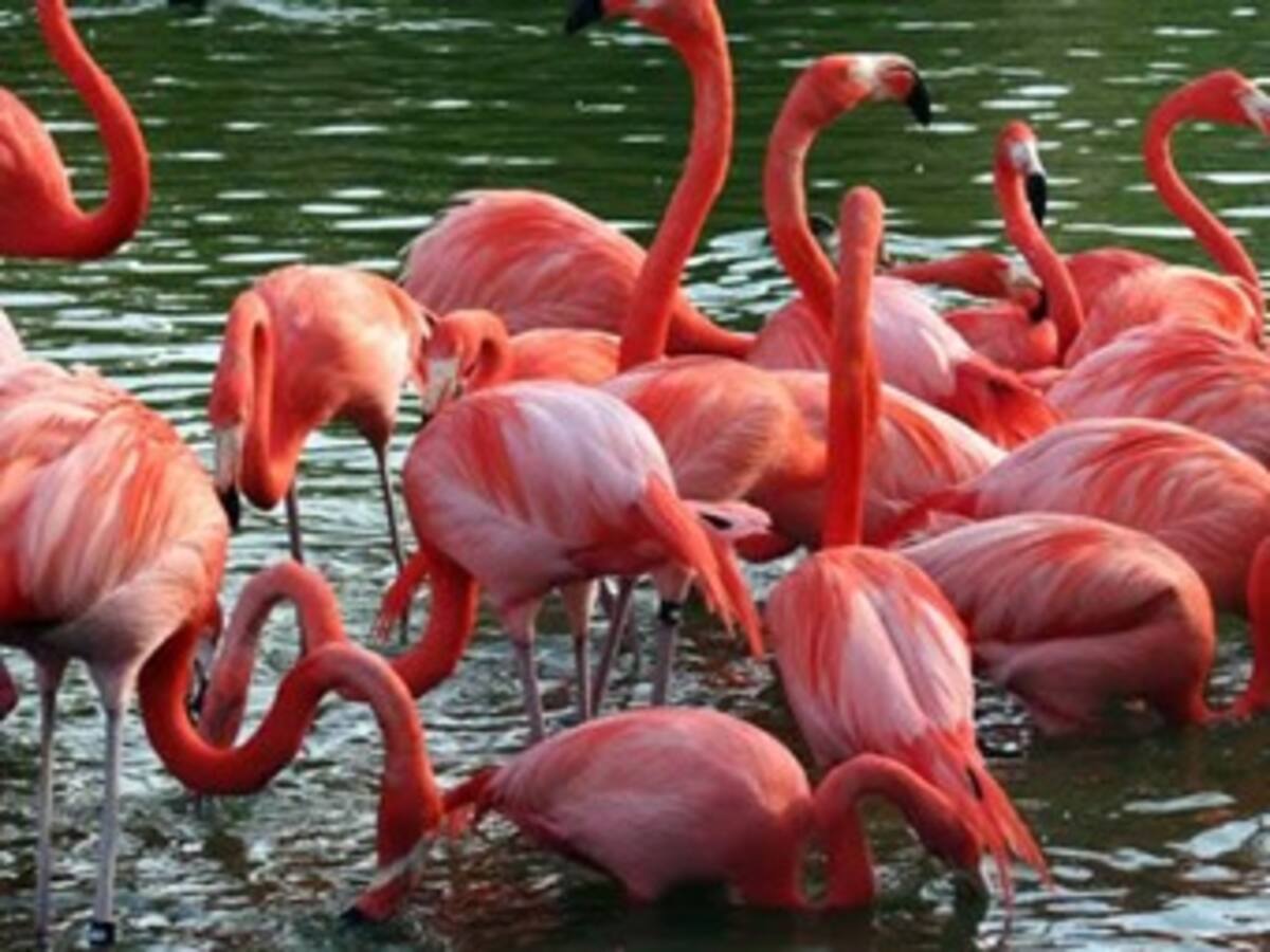 Nacen flamencos rojos en Zoológico Santa Fe de Medellín