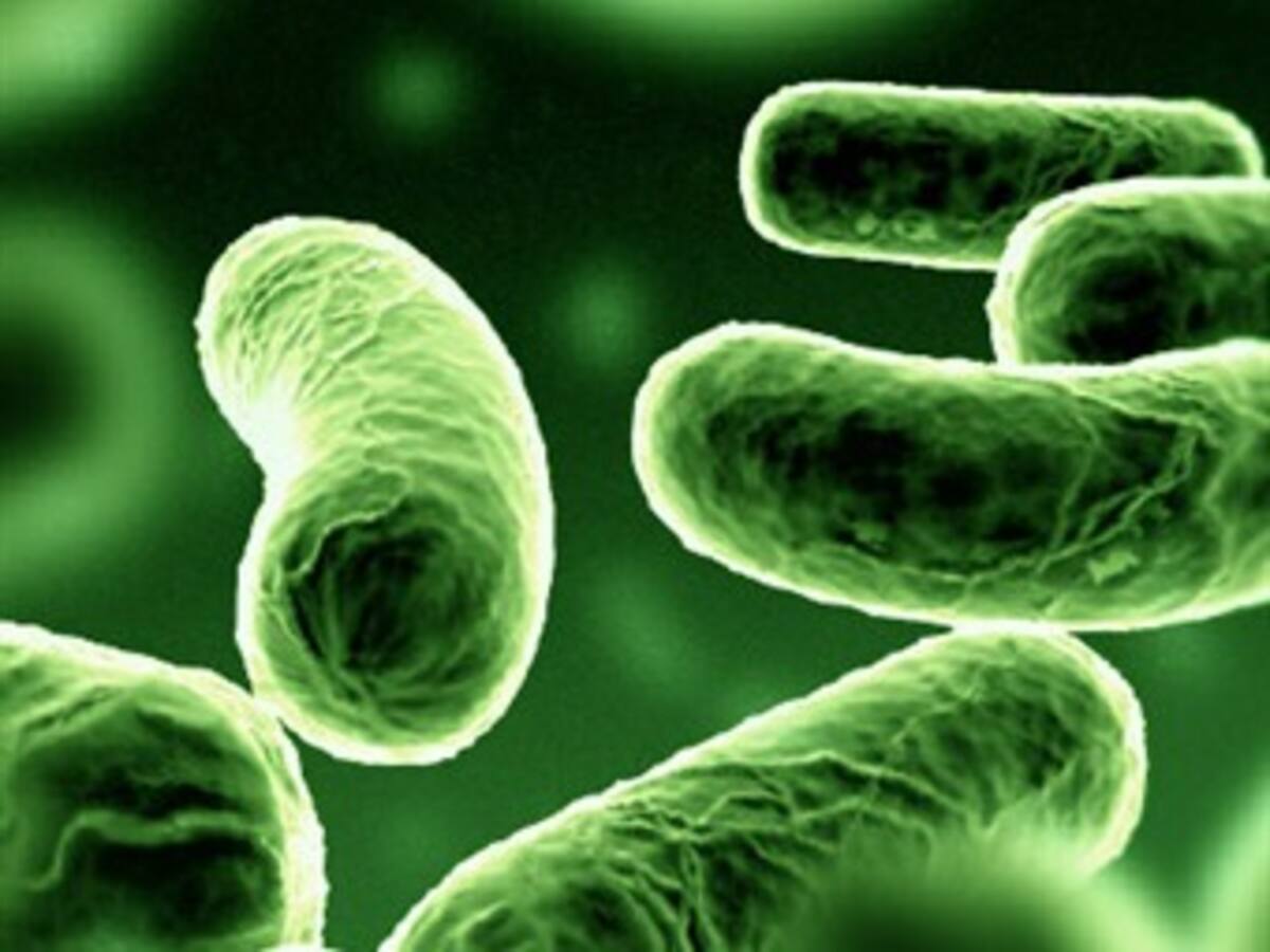 Investigador dice que las bacterias son fundamentales en el estudio del cambio climático