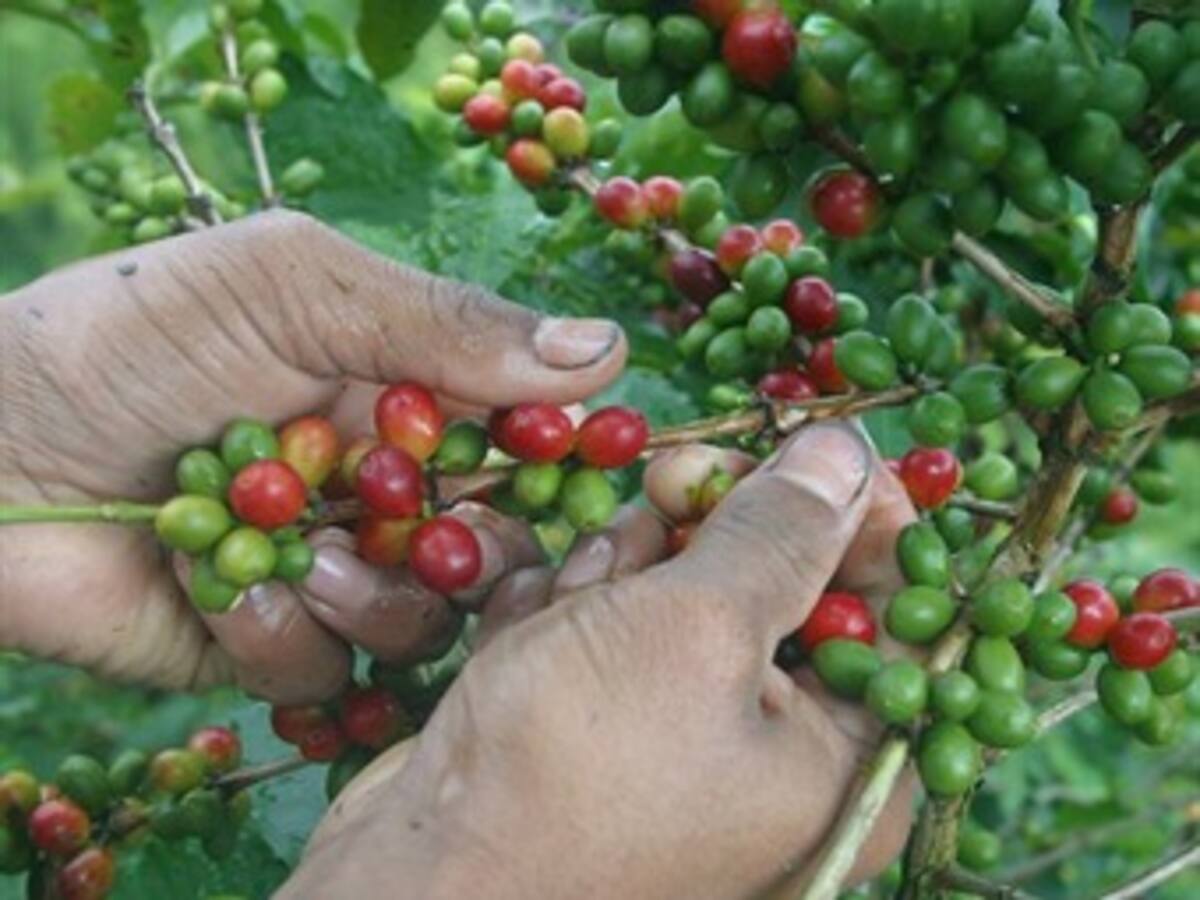 Cafeteros anuncian un frente común contra reelección de presidente Santos