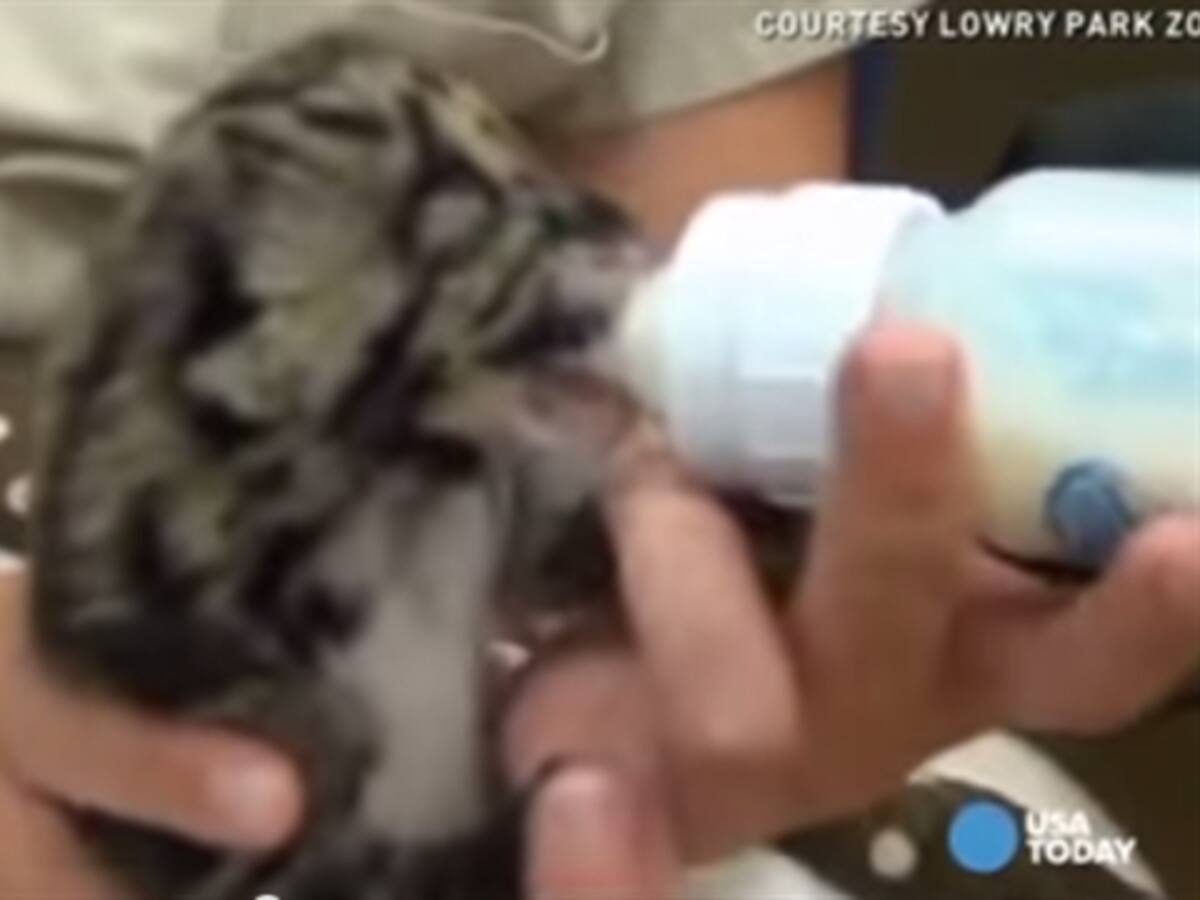 Un leopardo cachorro se roba miles de suspiros en YouTube