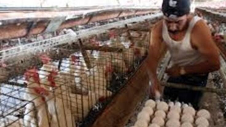 Crisis enfrentan los Avicultores del país por la incertidumbre en la devolución del IVA