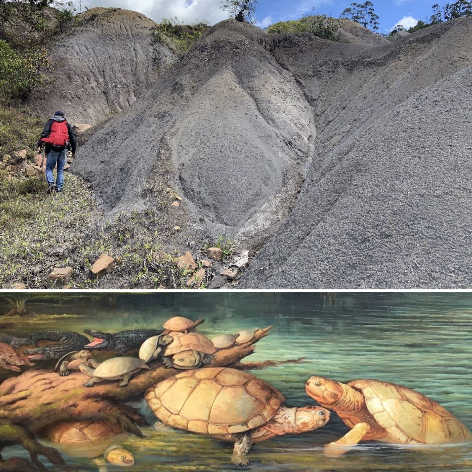El caparazón de la tortuga proporciona pistas sobre la distribución biogeográfica de la fauna en esa época