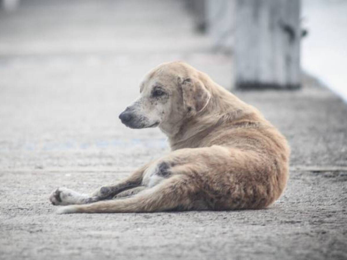 El Instituto de Bienestar Animal inicia sus labores en Bogotá