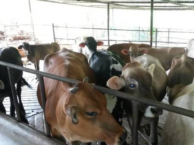 Colombia no ha cerrado mercados mundiales pese a aftosa en Boyacá y Cesar