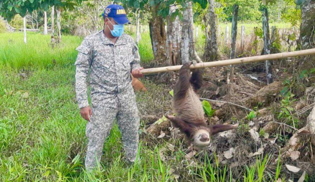 Oso perezoso en Nariño.