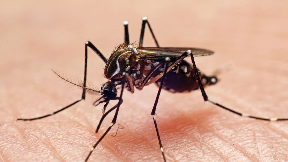En Córdoba las autoridades sanitarias descartan casos del virus Oropuche