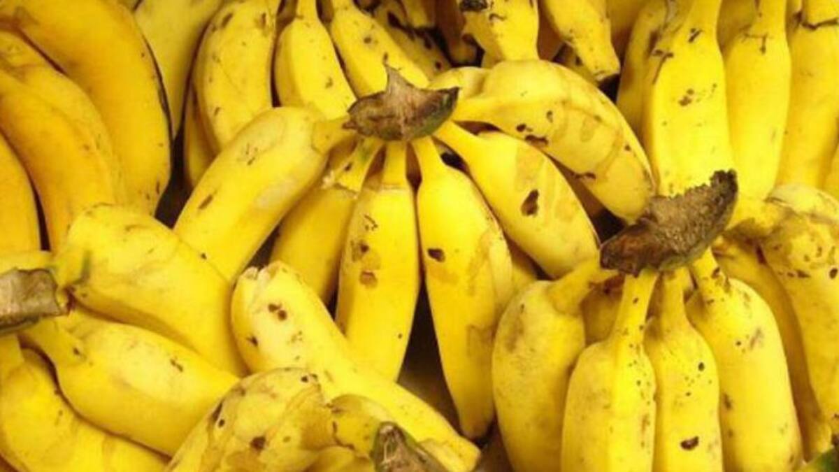 Vino de banano: emprendimiento en el campo