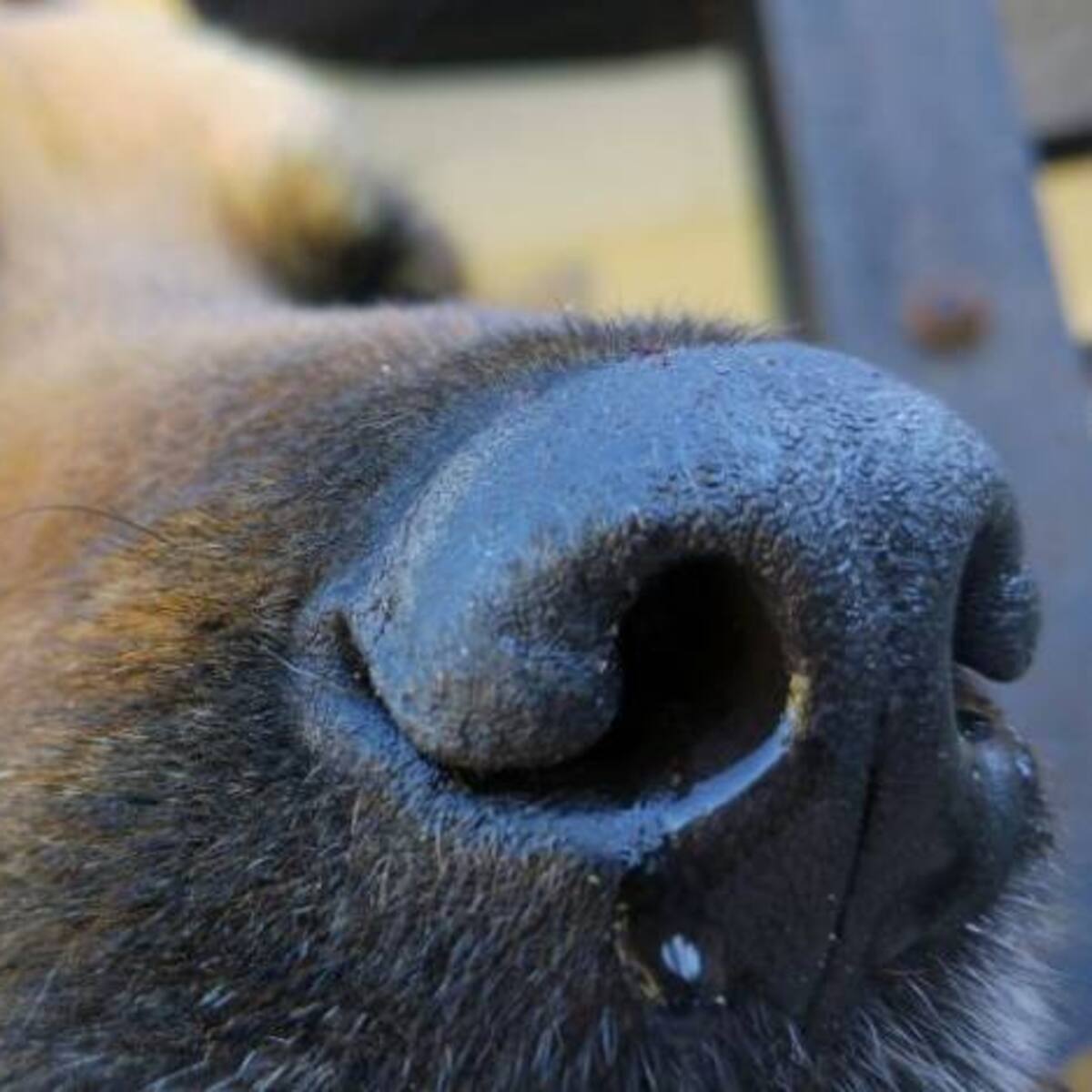 El moquillo en su perro puede ser mortal