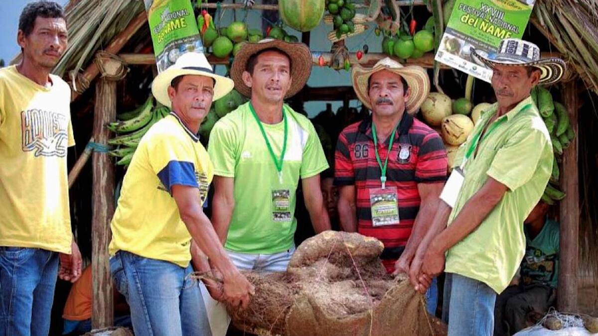 Gobernación de Bolívar aportó $115 millones para el Festival Nacional del Ñame 2024