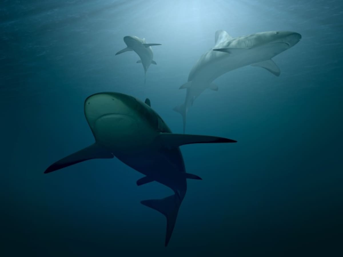 El tiburón Guasón que coloca en aprietos Joaquín Phoenix