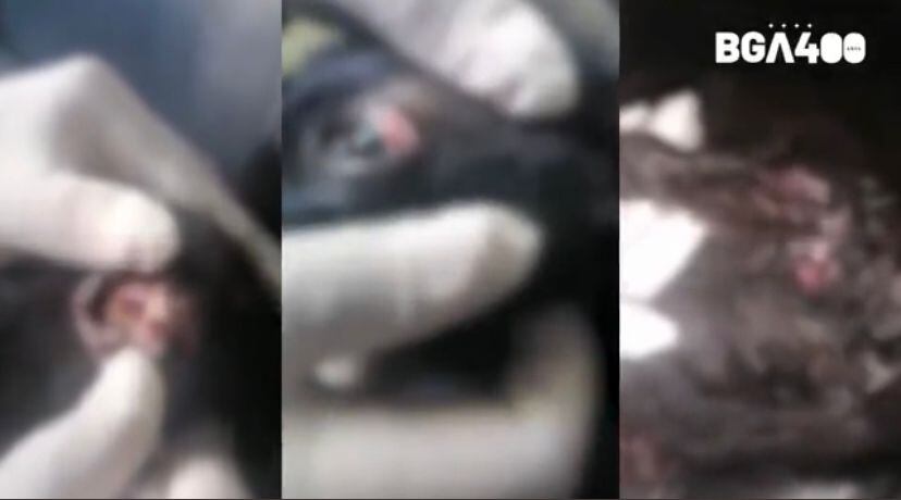 Nuevo caso de maltrato animal