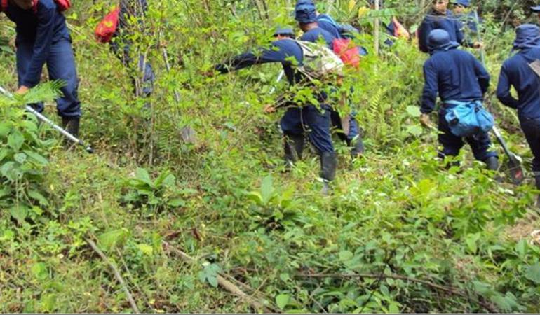 Erradicación de cultivos ilícitos