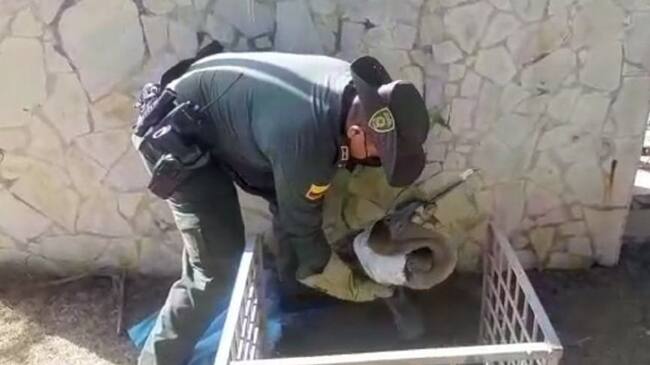 Rescate de pelícanos que se encontraban heridos en Cartagena