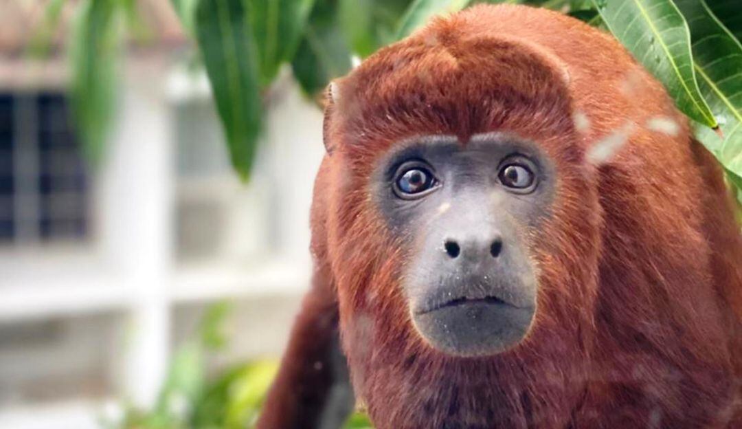 EPA lamenta no haber contado con el apoyo de algunas urbanizaciones cerradas, donde no permitieron el ingreso de las autoridades para su aprehensión