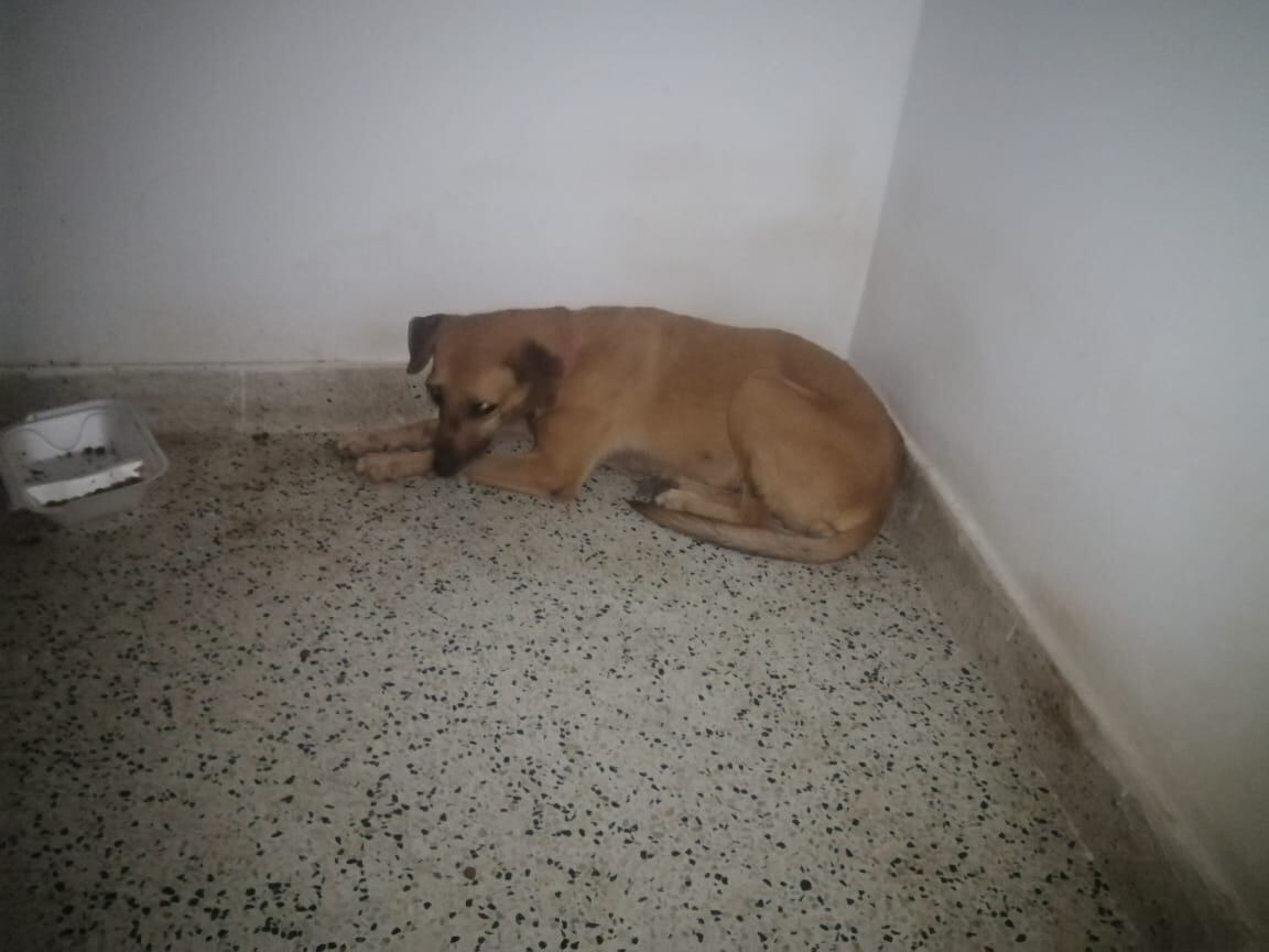 Campanita, uno de los animales que habita en la estación de Lorica.