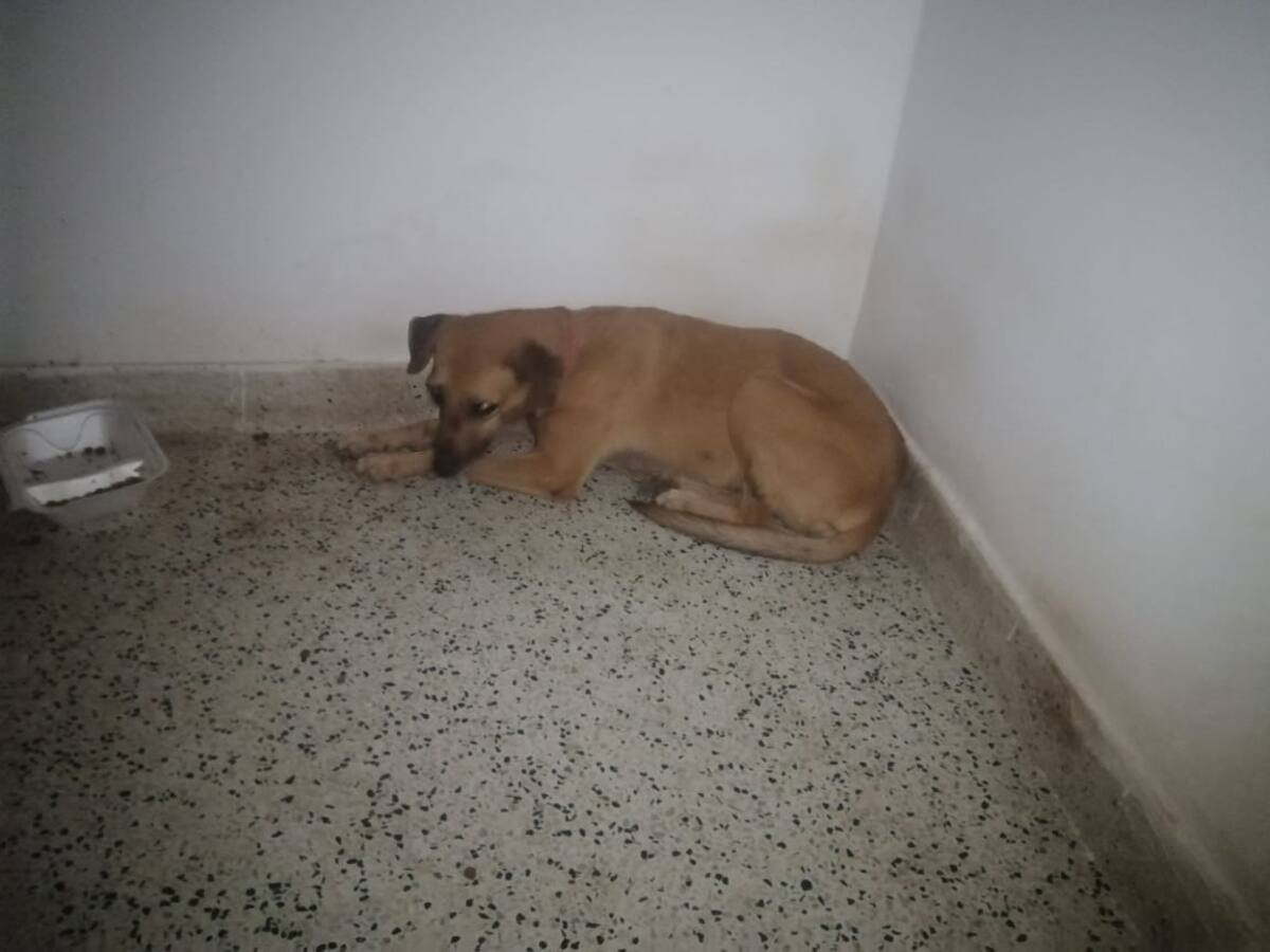 Decor: animales que habitan en la estación de Lorica no serán desalojados