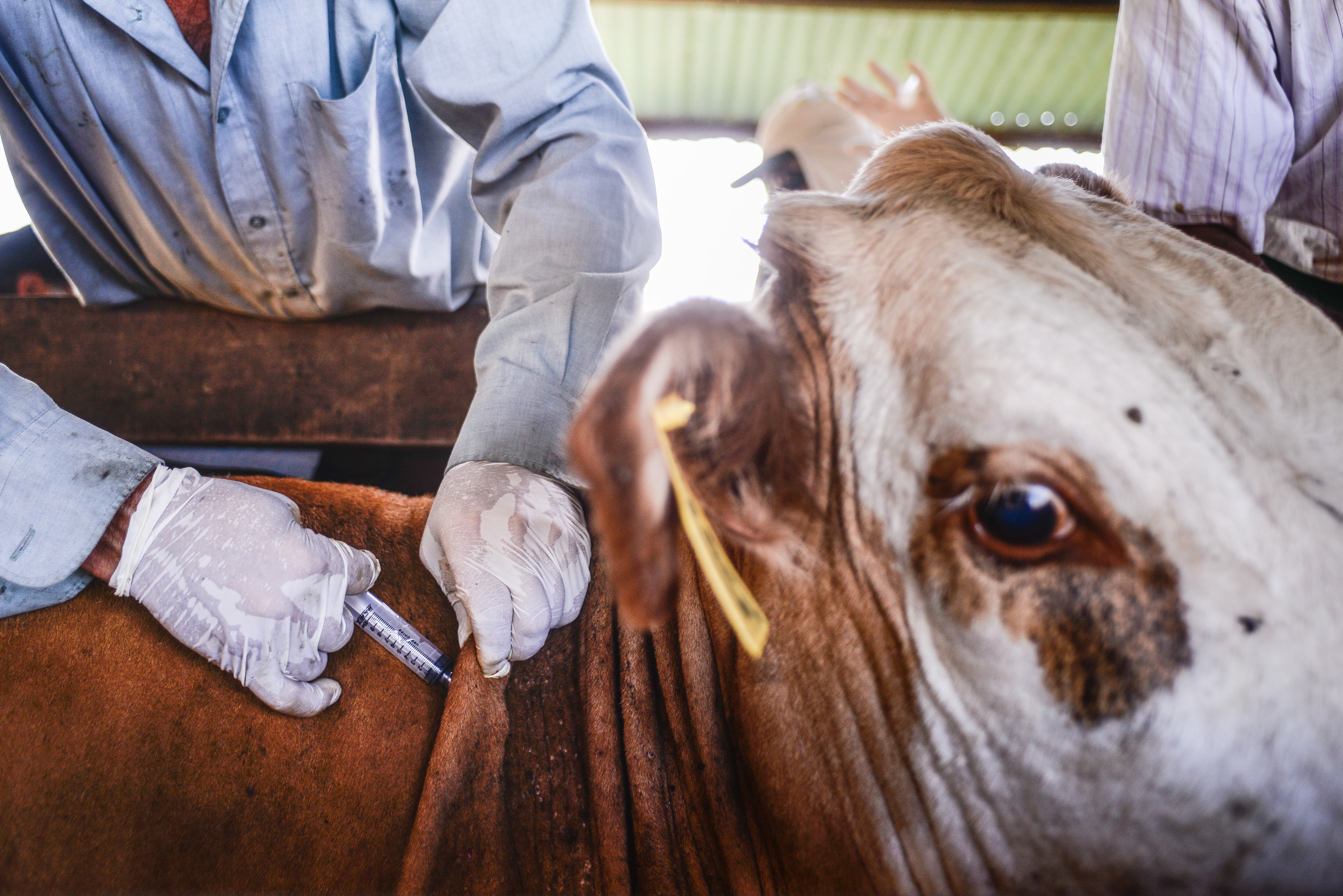 Vaccination of cattle - Febre Aftosa
