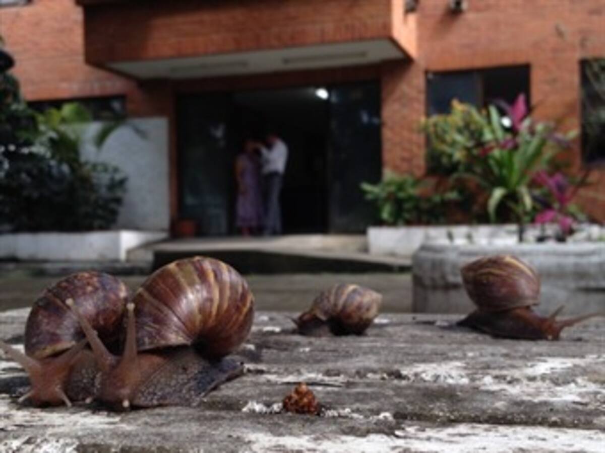Caracol africano pone en peligro la salud de la gente