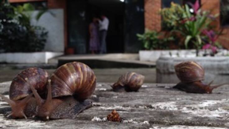 Caracol africano pone en peligro la salud de la gente