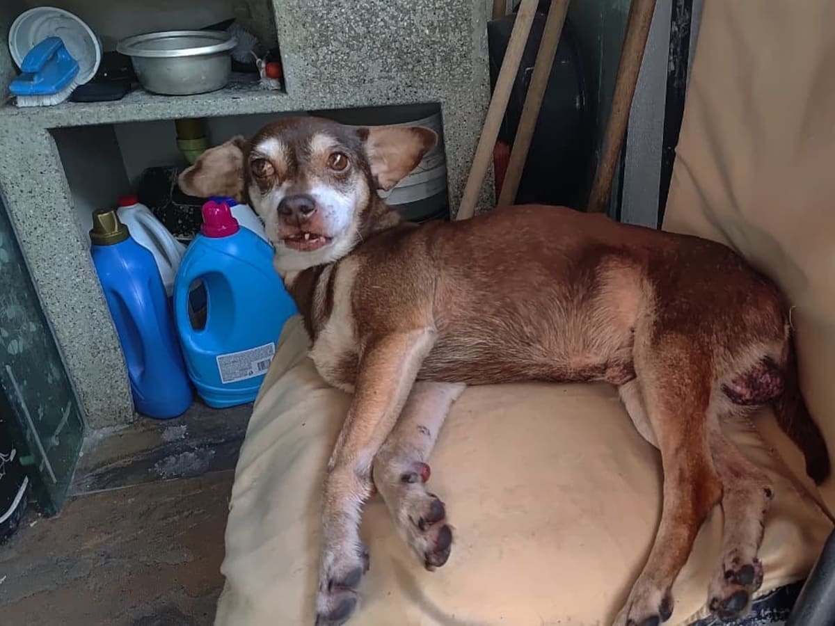 Judicializan caso de maltrato animal en Dosquebradas: un perro fue arrastrado por una moto