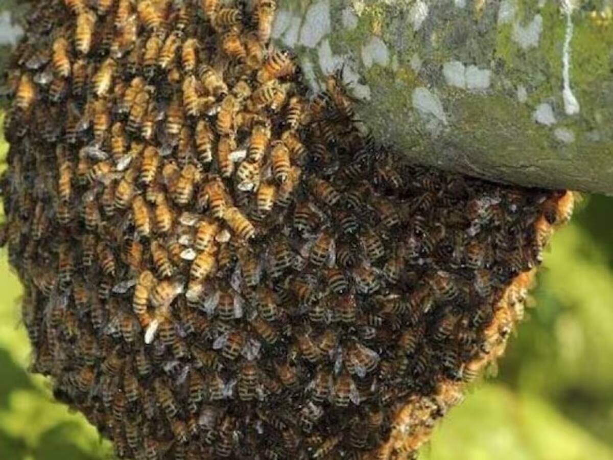 22 personas lesionadas y 3 hospitalizados por picaduras de abejas en Manizales