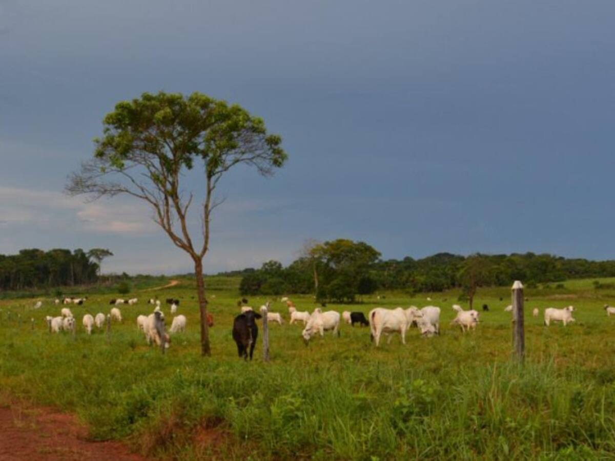 Las Farc deciden a quién se les vende comida y gaseosa: alcalde de San Vicente del Caguán