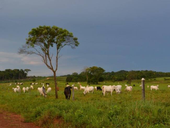 Las Farc deciden a quién se les vende comida y gaseosa: alcalde de San Vicente del Caguán