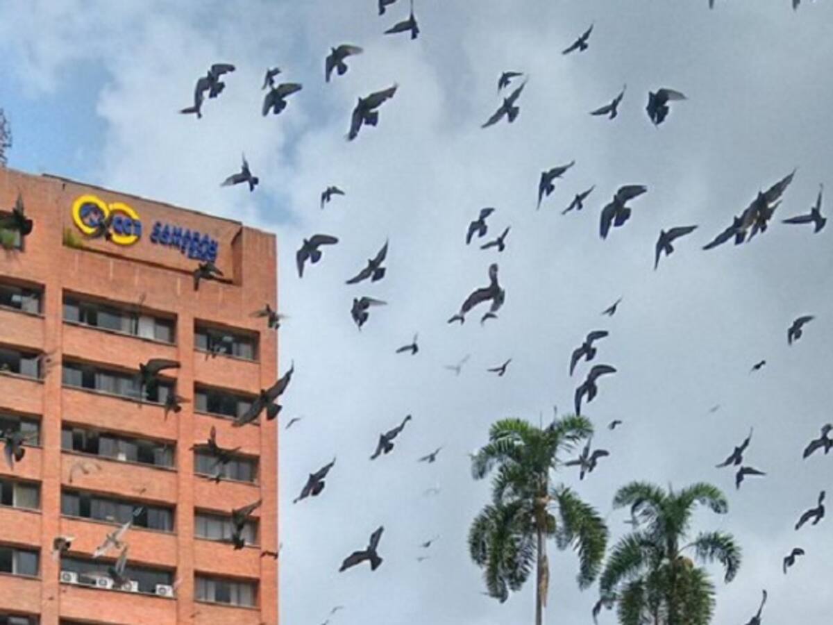 Detectan viruela aviar en palomas del parque Murillo Toro