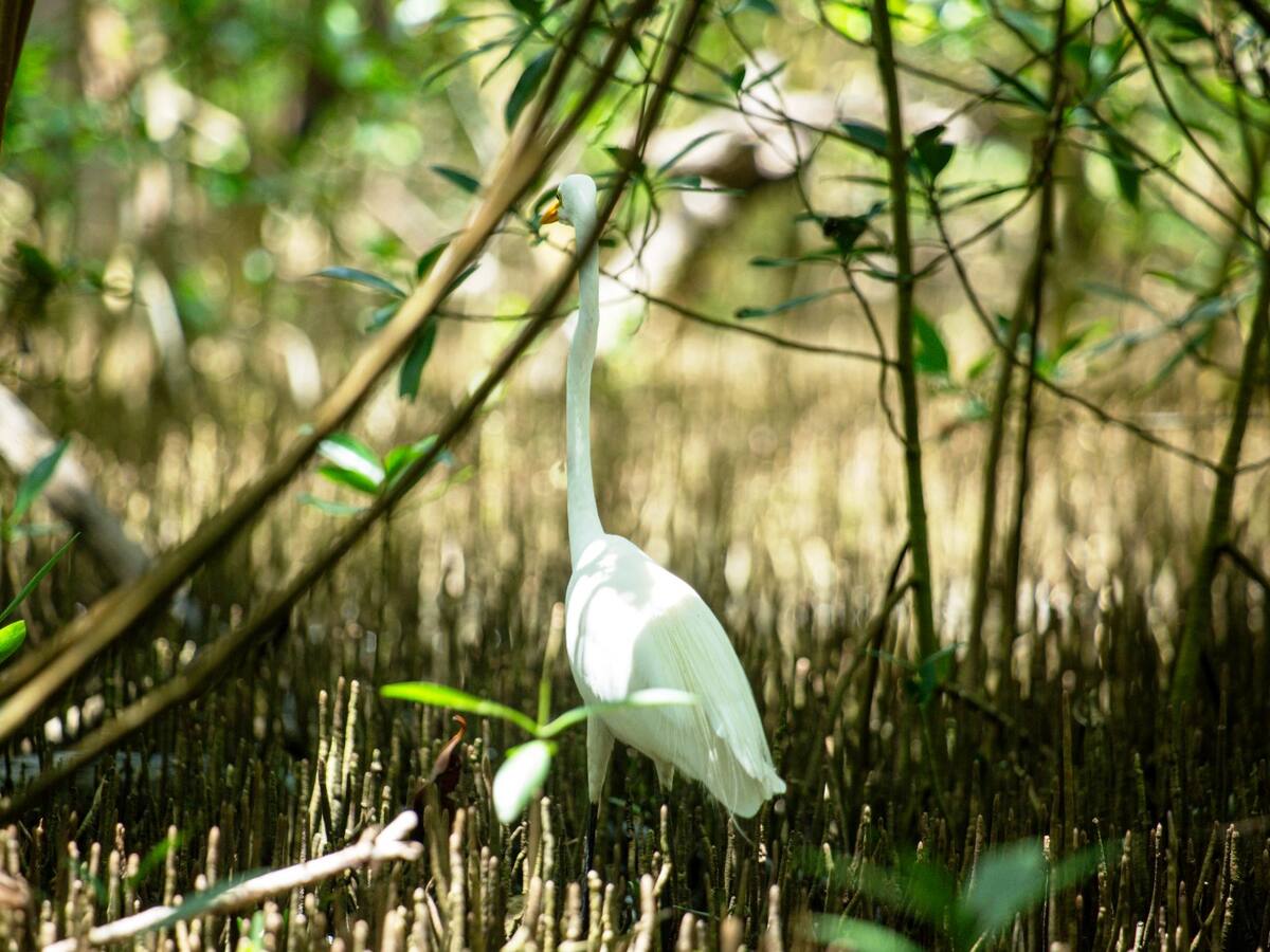 Proyecto Cartagena – Barranquilla contribuye a la conservación ambiental