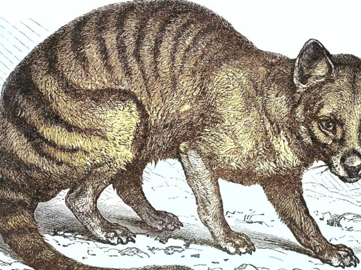 Científicos quieren revivir al tigre de Tasmania luego de 86 años extinto