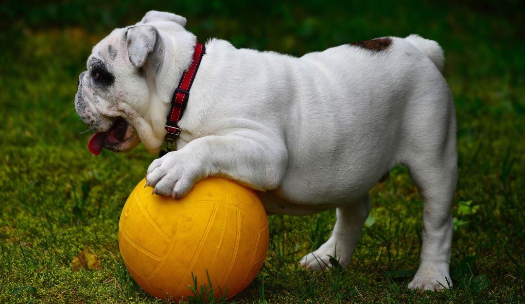 bulldog Inglés jugando con una pelota