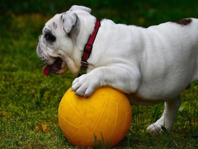 bulldog Inglés jugando con una pelota