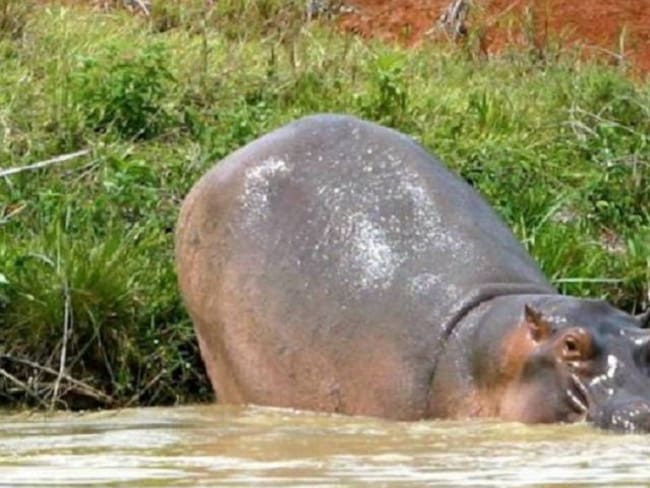 Antioquia comienza a exportar hipopótamos