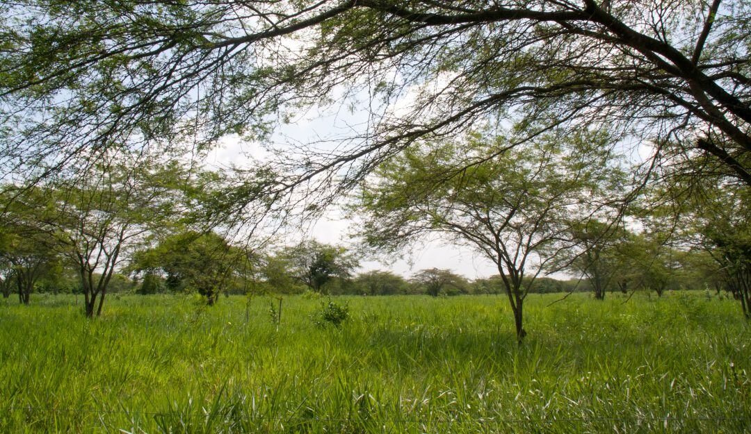 Cultivos silvopastoriles en Atlántico