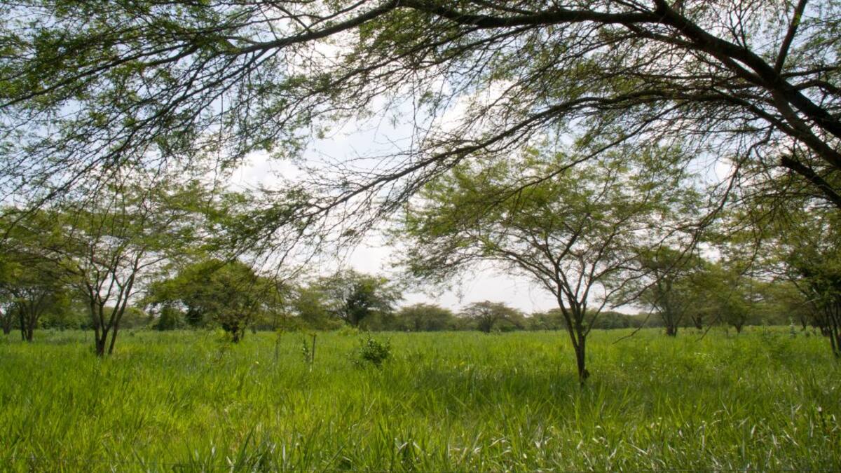 Producción de forrajes es más eficiente en cultivos silvopastoriles