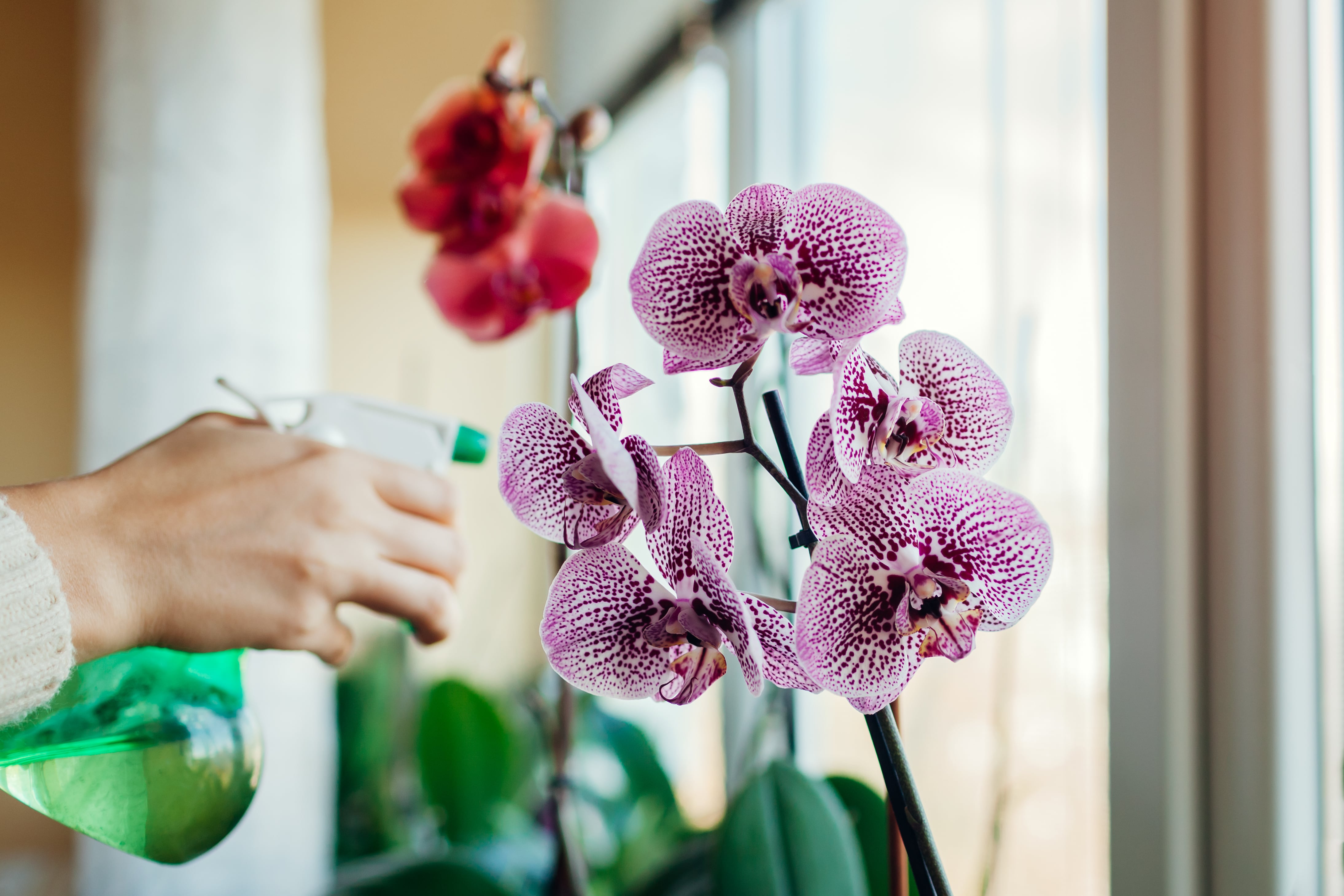 Mujer rociando agua sobre orquídea en flor en el alféizar de la ventana (Getty Images)