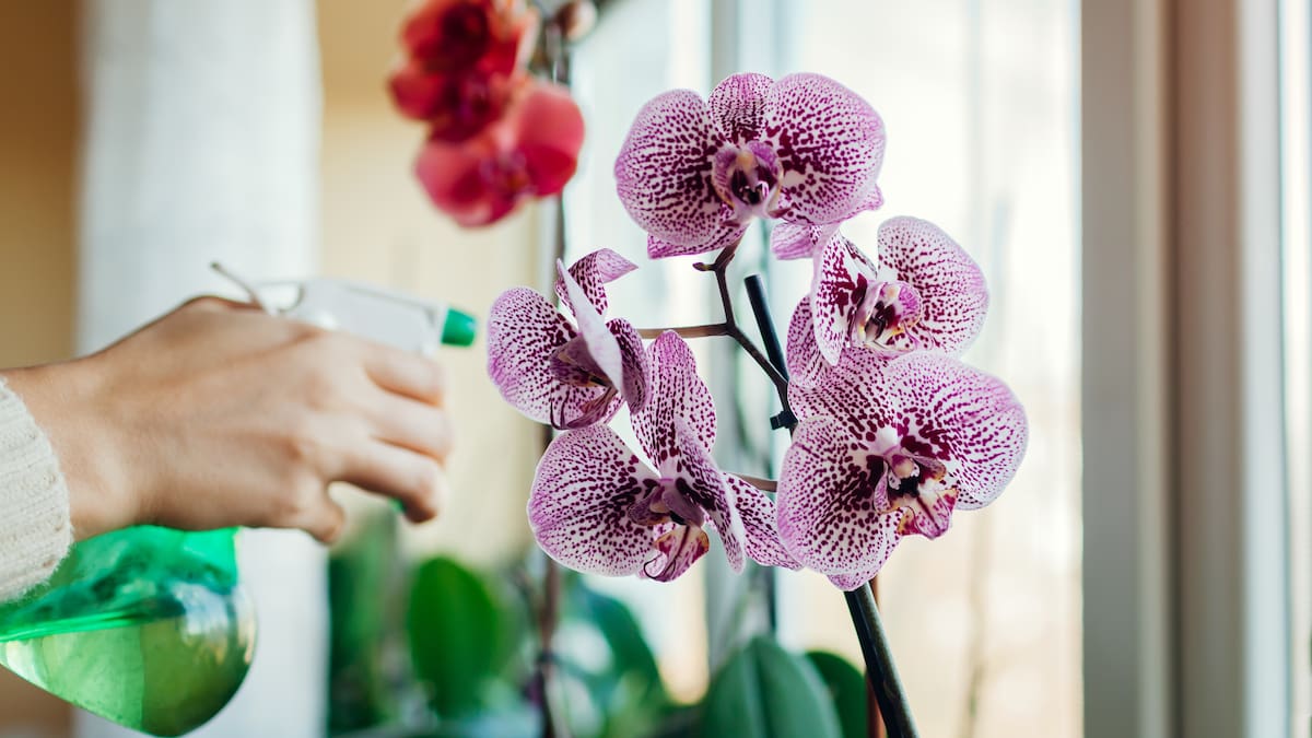 Significado de la orquídea, según el Feng Shui: no solo atrae fortuna y suerte para la casa