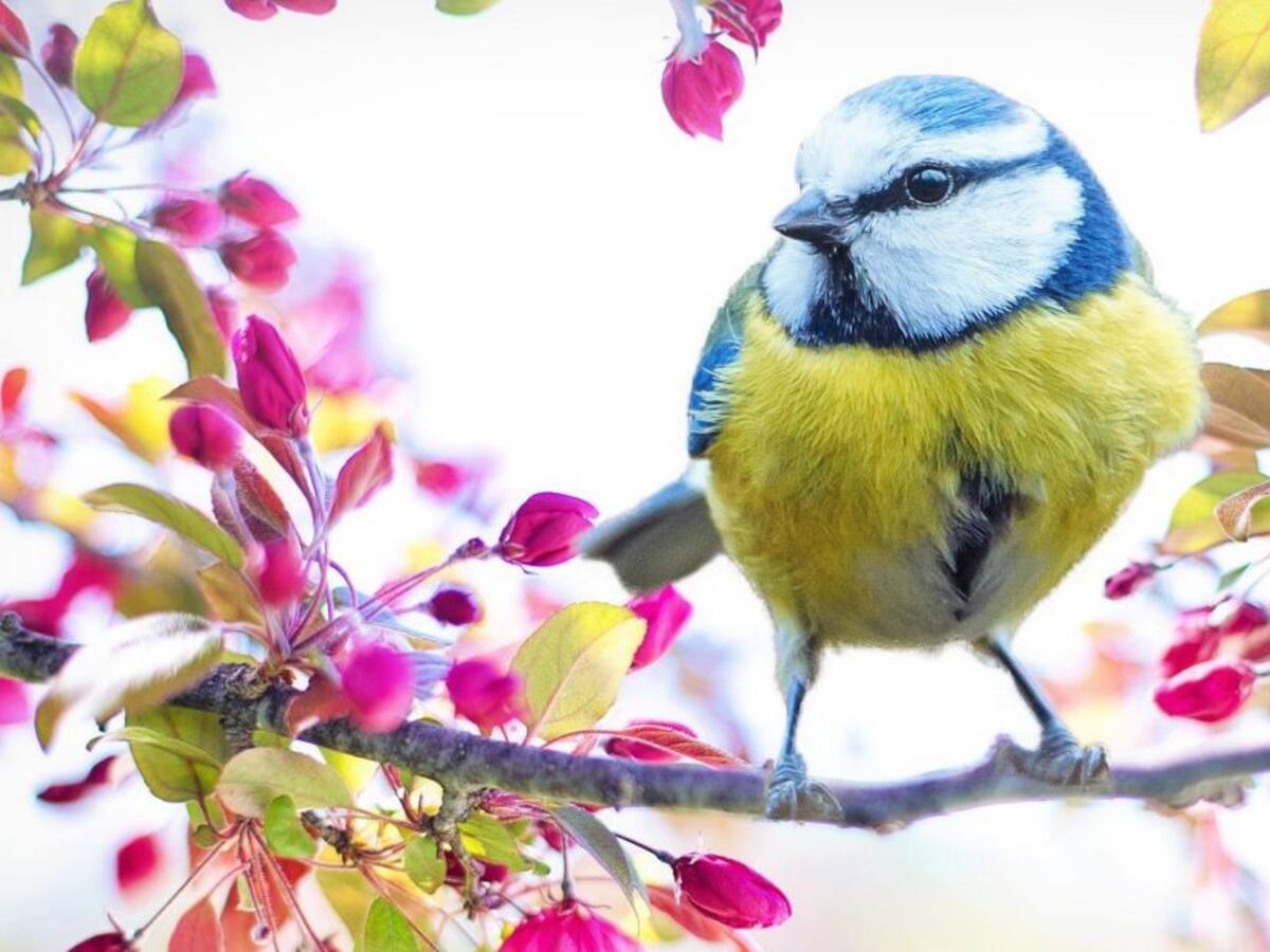 Grupo de Composición Abierta de Biodiversidad tendrá lugar en Cali