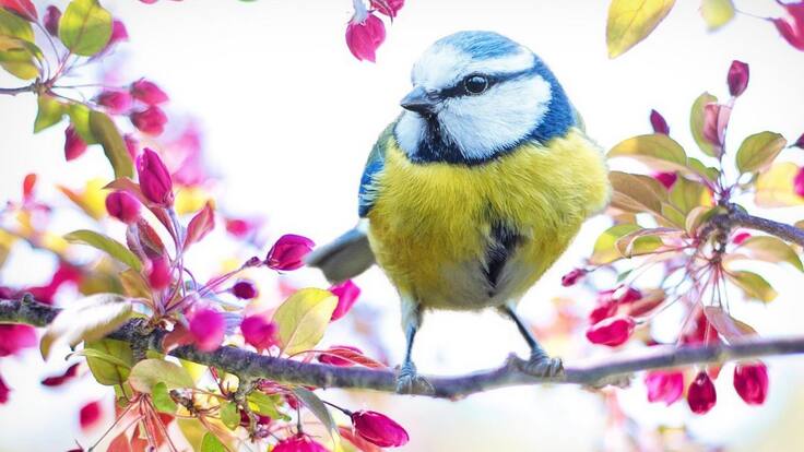 Grupo de Composición Abierta de Biodiversidad tendrá lugar en Cali