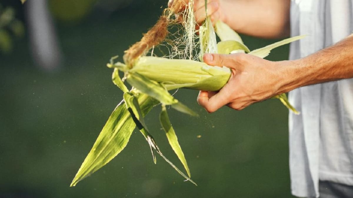 Así es el plan para fortalecer la producción de maíz en Colombia