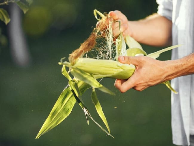 Así es el plan para fortalecer la producción de maíz en Colombia